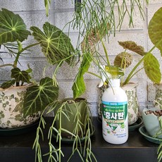 흰솜깍지벌레약 뿌리파리 장미 화분 화초 진드기 진딧물 식물 응애 개미 나방 약 제거 퇴치 날파리 초파리 퇴치제, 1개, 500ml