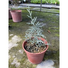 藍冰柏4吋盆栽特價優惠中，辦公室居家綠植盆栽，療癒系盆栽推薦, 1個