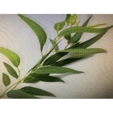 ND 藍膠尤加利精油 約850g新鋁罐分裝, 1個