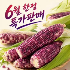 첫수확 쫜득쫜득 흑찰옥수수 1박스 중품미니 ( 10개 ), 중품미니(9cm~), 10개