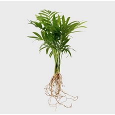 메이크정글 공기정화 수경재배 흙 세척 식물 모음 테이블야자, 1개