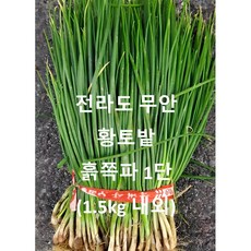 전라도 무안 "직접농사지은 황토밭".당일수확 당일발송. 흙쪽파 1단 1.5kg 내외, 1개, 전라도 무안 흙쪽파1단 (1.5kg 내외)