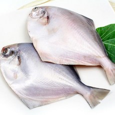 서준수산 국내산 병어(소)1미(240~290g내외), 1개