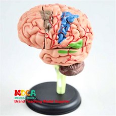인체 뇌 모형 조립 뇌혈관 실제크기 교육 해부학 대뇌 교육용 모델 머리 두개골, B. 4D 뇌 MDN001