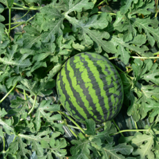 수박, 1박스, 6kg내외