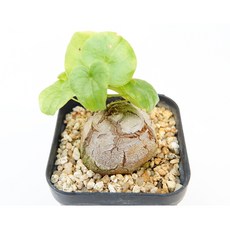 구갑룡 실생 동일품-260325 아프리카식물 코덱스 멸종위기 희귀선인장