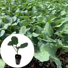 새마을총각 케일모종, 2개