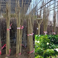 [모든원예조경] 참죽나무 묘목 (실생2년생) 특묘 가죽나무 약재나무 참죽묘목, 1개