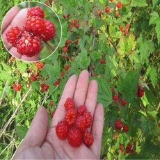 강원도 화천 야생 산딸기 2kg, 1개