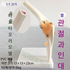 견갑골 어깨 모형 날개뼈 인체 해부학 골격 교구 실습 학교 골격모형 인체모형, 기본 색상