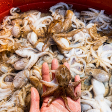 자연산 활 주꾸미 손질 볶음용 찜용 수산물, 1세트, 1kg