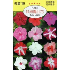 天星牌 非洲鳳仙花Busy Lizzie種子 (F-561) - 野菜部屋穗耕種苗, 1包