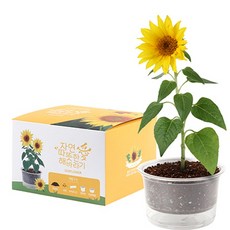 자연애 마이가든 - 해바라기 기르기 세트/식물키트 화분, 1개