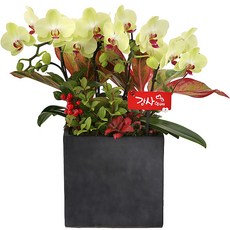 (오늘도착) 99플라워 호접란 ST-H423 - 개업 승진 축하 취임 전국당일배송 화분