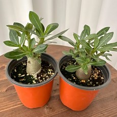 석화 미니바오밥나무 사막의장미 1+1 온정원 공기정화식물, 2개