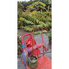 霏霏園藝花旗木 7吋美植株 (約四尺高) 庭院植物