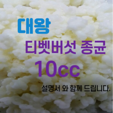 티벳버섯종균 분양 유산균종균 수제요거트종균 발효유종균 캐비어종균, 1개, 10개입