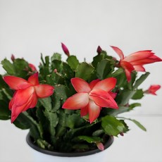 아비가든 게발선인장 중대품 +받침 영양제 포함 (2 3월 꽃봉우리 많음) 꽃피는선인장 겨울꽃 선인장 공기정화식물, 1개, 게발선인장 빨강