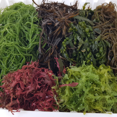 생물해초 생물해초 세모가사리 꼬시래기 세모가사리 꼬시래기, 5개