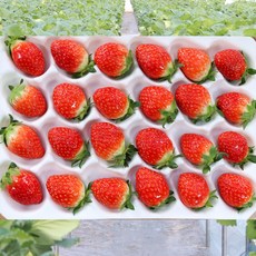 맛가득 프리미엄 산지직송 3-4 3-5 사이즈 난좌포장 설향딸기 330g 450g 1100g, 1개, 설향 3 5사이즈 450g