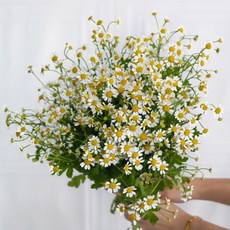 [플라워365마켓] 캐모마일 마트리카리아 양재꽃시장 직경매 꽃배달 싼곳 생화꽃 도매, 1개, 반단
