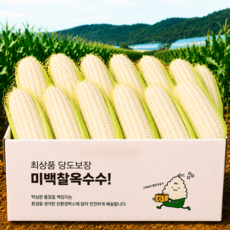 [26년햇수확] 국산 초고당도 미백 찰옥수수, 10개, 특품(15cm이상)