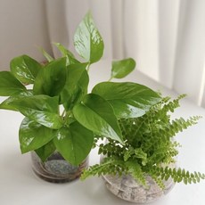 스킨답서스 엔조이스킨 형광스킨 더피고사리 수경재배 욕실 주방 식물 화병, 스킨답서스(오레우스)+심플화병, 1개