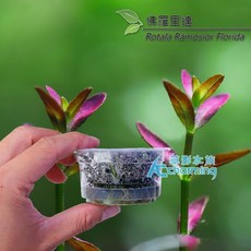 AC草影 佛羅里達紅松尾 (一株) 水生植物 魚缸造景, 1個, 佛羅里達（組培盒裝）