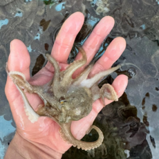 [당일조업] 수량제한 서해안 자연산 활 쭈꾸미, 1박스, 2kg