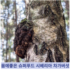 [러시아산] 세계적인 건강식품 슈퍼푸드 시베리아 건조 건 차가버섯, 1개, 1kg