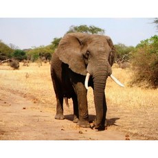 스트롱풀장 대형 야외 수영장 대형풀 특대형 에어풀 볼풀장 물놀이장, 1개, 블루