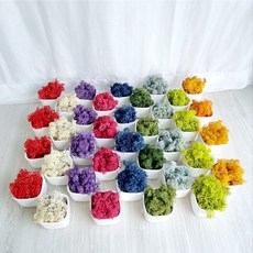 [쩡토피어리]스칸디아모스 미니화분, 퍼시픽그린, 1개