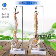 골반뼈모형 척추 교육용 의료교구 모형, D. 행잉 타입 - 45CM 척추, 1개