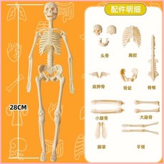 EYNZ 人體器官玩具 仿真骨架模型 軀幹結構內臟科教, 1個, 【骨架】一套