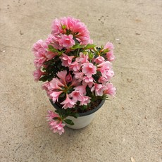 방울철쭉(15cm)화분, 1개