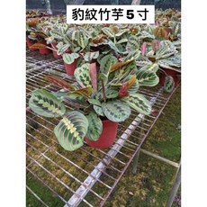 霏霏園藝豹紋竹芋5寸盆栽 獨特豹紋圖案 居家綠植首選 原價350元特價240元, 1個