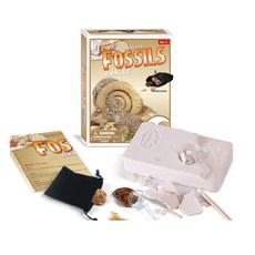 초등 고학년 고대 원시 생물 화석발굴키트 5개랜덤매립 어린이집선물