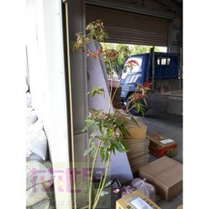 花花世界 喬木楓香樹 - 台灣香膠樹 - 楓樹 - 楓子樹 8吋-1尺盆 高120-160cm