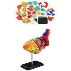 어린이 전문 과학교구 인체 심장 해부모형 미래의사 과학적호기심 흥미학습