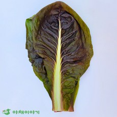 야채이야기 치콘 2kg (1.8-2kg) 쌈치콘 잎치콘 쌈채소, 1박스