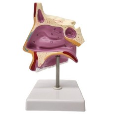 비강 구강 해부학 모형 코 구조 단면 인체 스탠드 모델, 1개