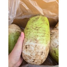 농장직송 싱싱한 동치미용 김장무 다발무 천수무, 1박스, 천수김장무(무청제거) 4kg