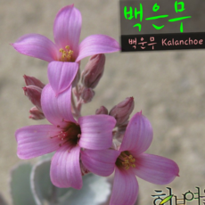 루체트리 다육화분 백은무 백운무 카랑코에 지름 9cm소품 상토와 마사만 사용한 건강한다육