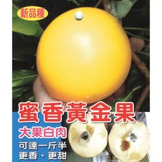 葉子媚黃金果實生苗，平地山坡皆適合種植，四季開花，庭院盆栽果樹, 1個, 蜜香黃金果嫁接苗