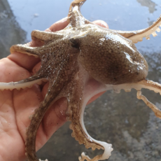 삼시세끼연구소 알터지는 알쭈꾸미 생물 알배기 쭈꾸미 주꾸미 특품, 1박스, 3kg