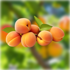 아빠가고른 살구 제철 대구 경북 산지직송 새콤달콤 살구, 4개, 중소과 500g (15과내외)