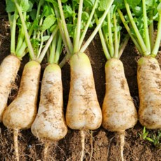 농장직송 한해동안키운 강원도 고랭지 알타리무 특품 총각무 달랑무 김장 제철, 1개, 강원도 알타리 5kg (3단내외)