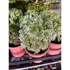 霏霏園藝 雪花 4吋盆栽 原價360元