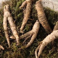 [특A급횡성직송] 국산 생 흙 더덕, 1박스, 1kg(중)