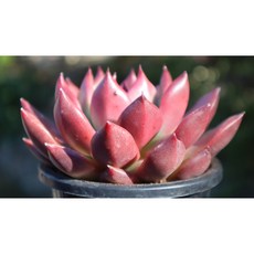 묵은 아메스트로 다육이화분 키우기쉬운 다육식물